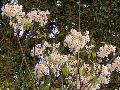Tung Oil Tree